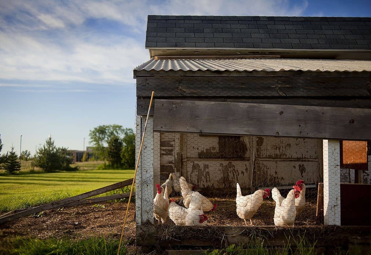 Backyard Chickens – Long Term Survival Necessity