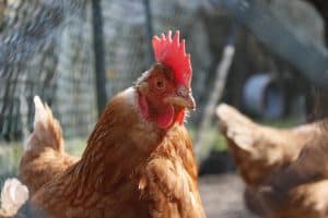 rhode island red hen