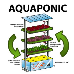 Aquaponics