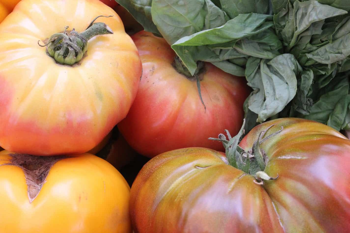 What Is a Heirloom Tomato?