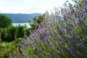 Lavender Repels Insects