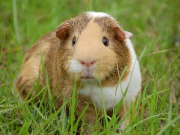 breeding guinea pigs