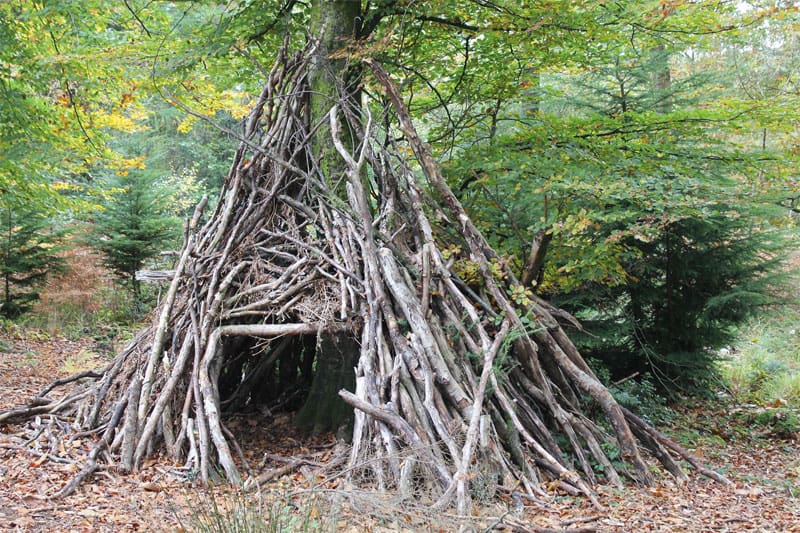 forest shelter