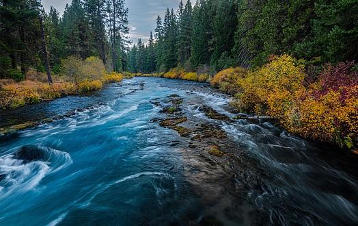 river in forest