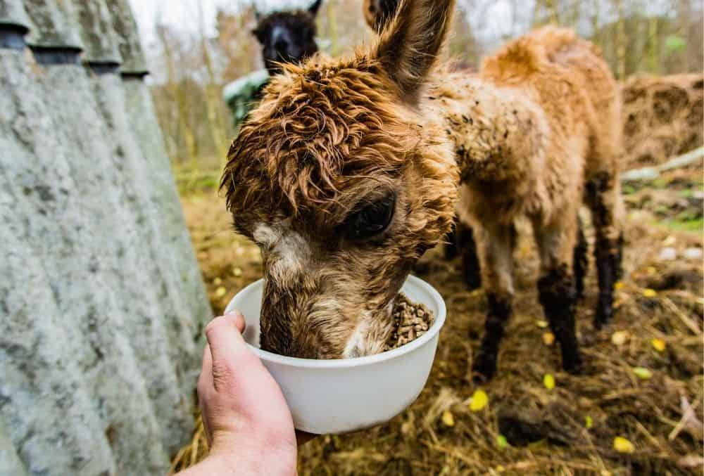 What Do Alpacas Eat? 4 what do alpacas eat