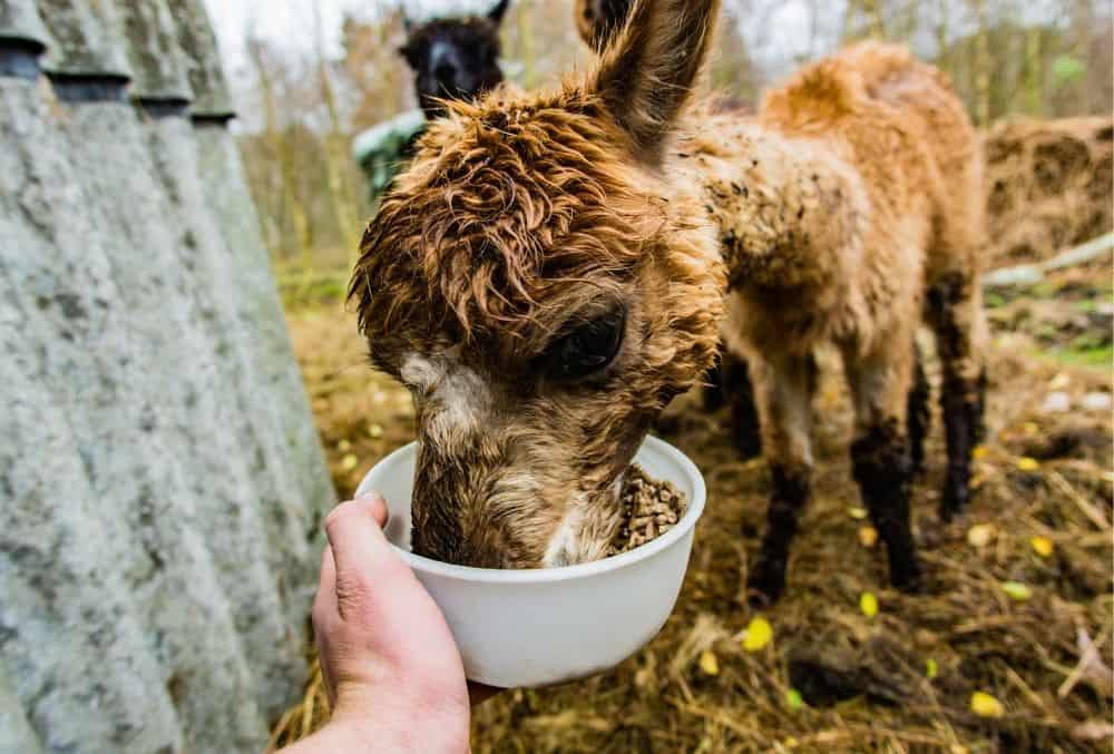 what do alpacas eat