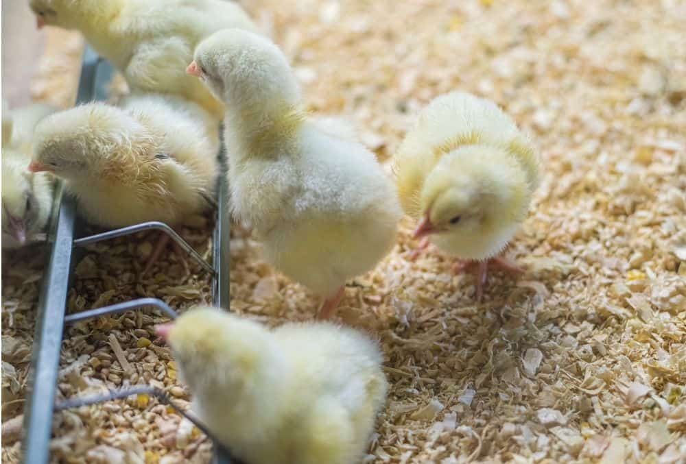 When Can Chicks Go Outside? 3 chicks outside