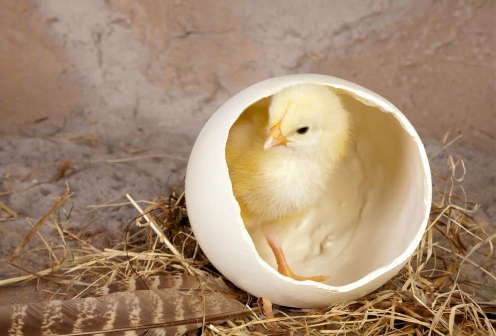 When Can Chicks Go Outside? 1 chicks go outside