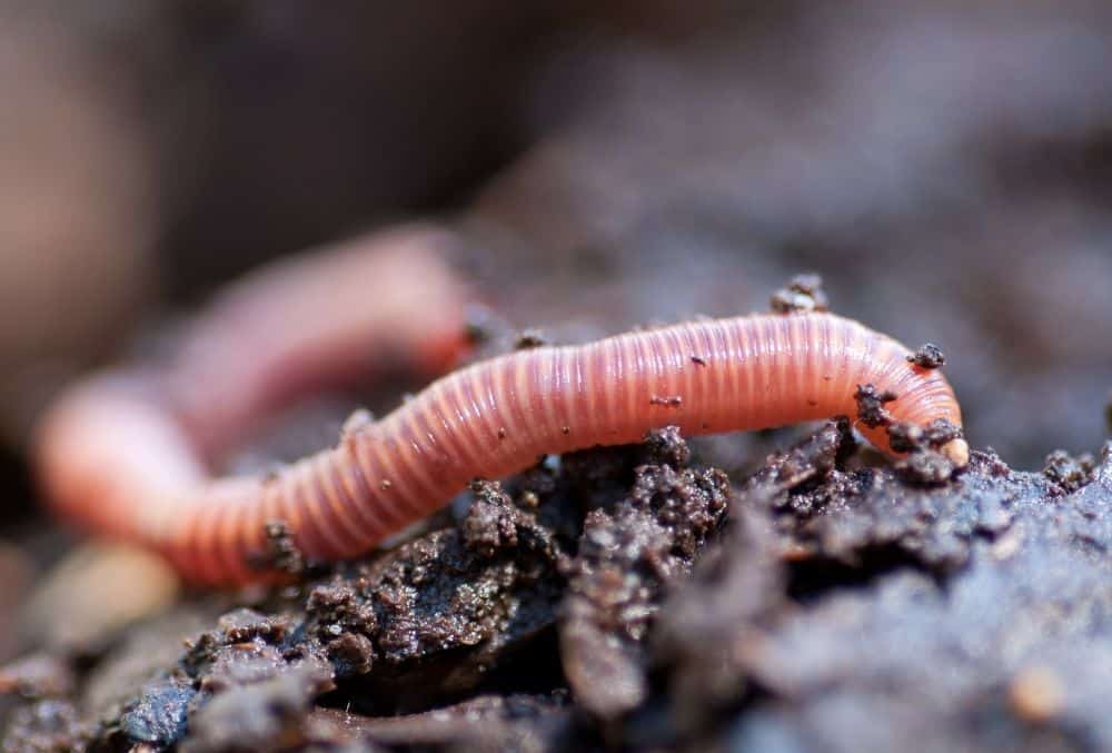 What Do Earthworm Eat? 1 what do earthworm eat