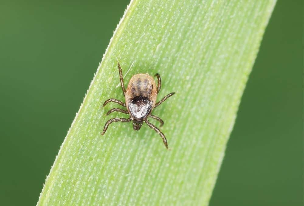 What Eats Ticks? 1 what eats ticks
