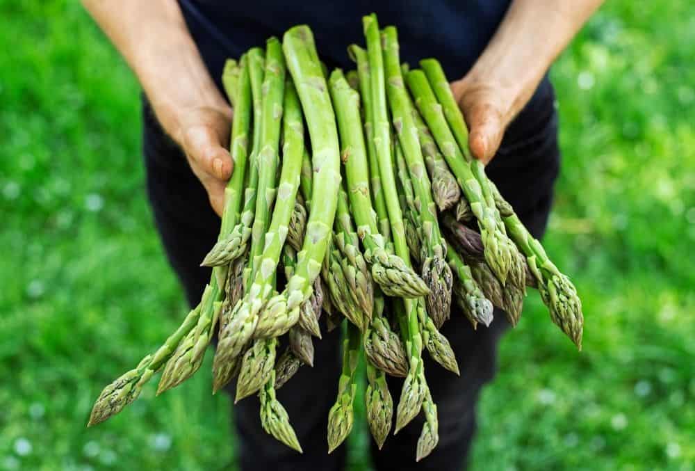 how to harvest asparagus