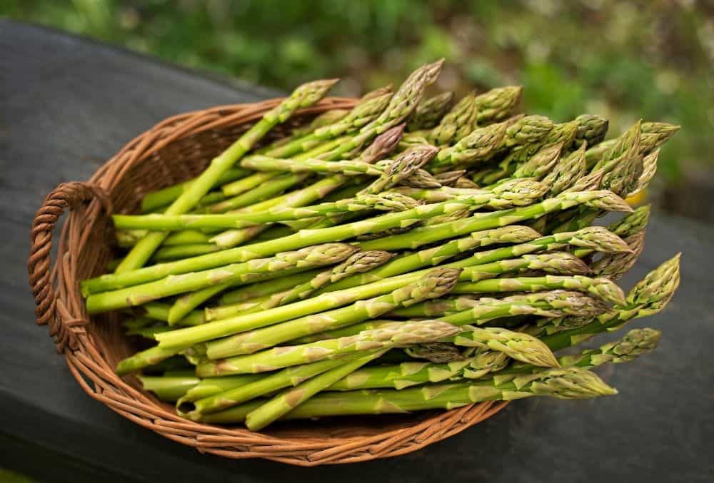 how to harvest asparagus