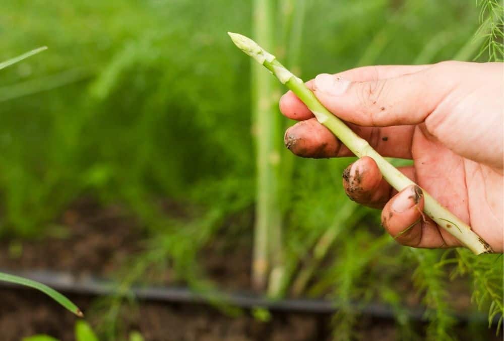 how to harvest asparagus