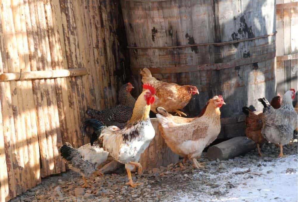 keep chickens warm in winter