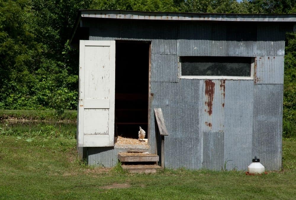 How To Keep Chickens Warm In Winter 2 keep chickens warm
