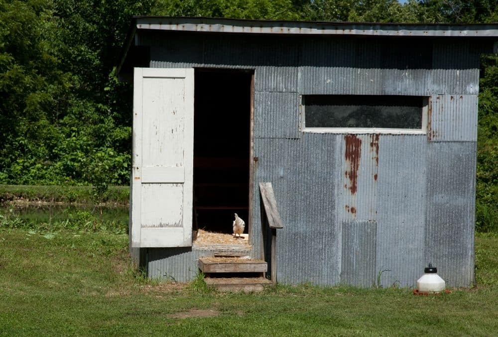 keep chickens warm