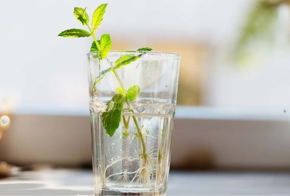 how to propagate mint