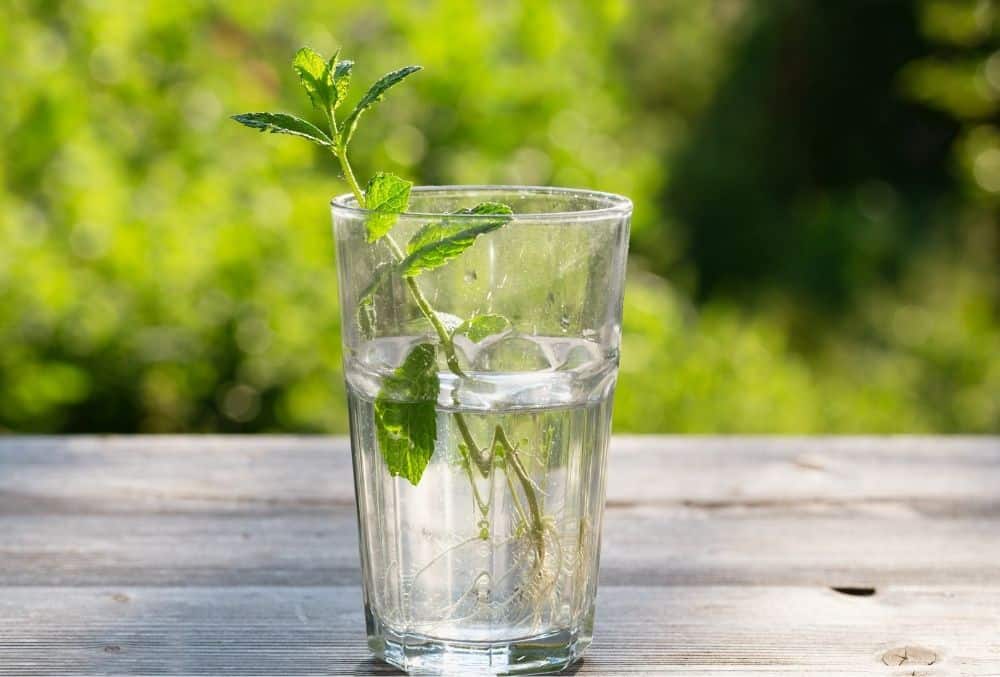 How To Propagate Mint 3 mint in glass