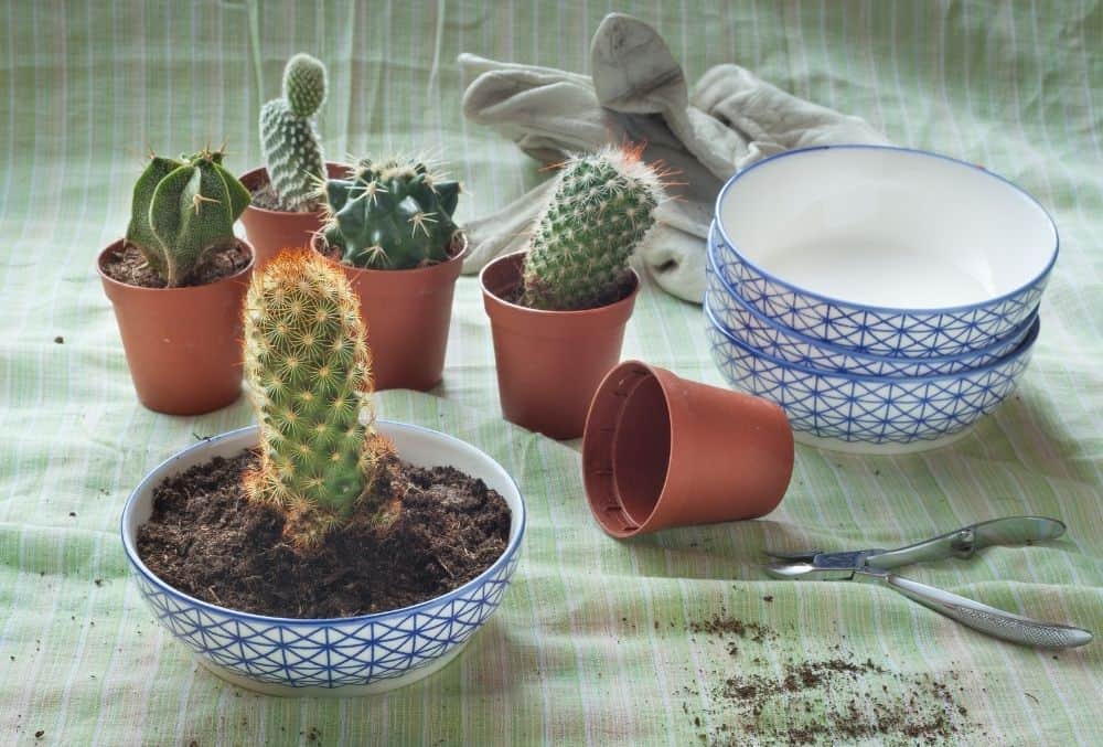 repot cactus
