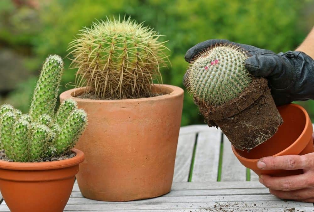 how to repot a cactus