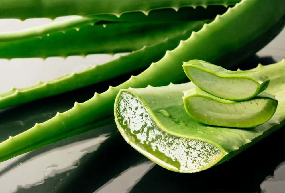 how to store aloe vera leaf