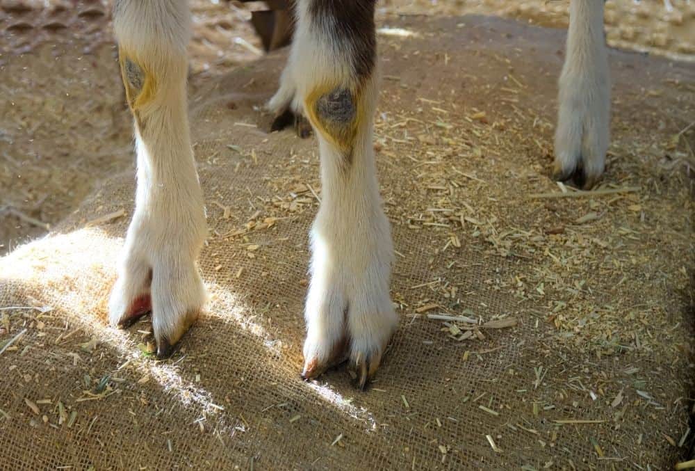 how to trim goat hooves
