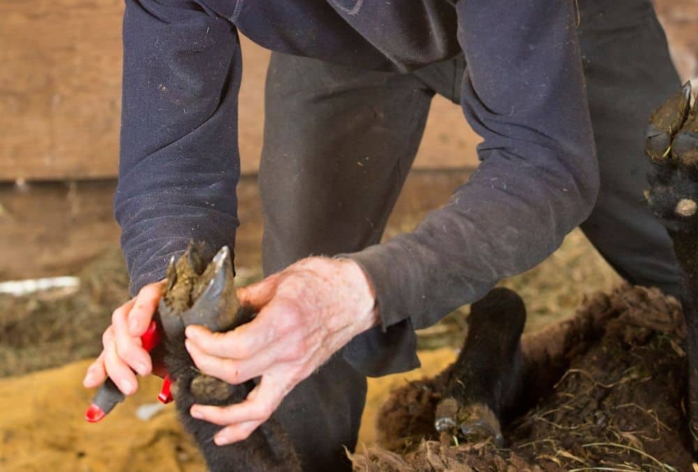 How To Trim Goat Hooves 3 how to trim goat hooves.
