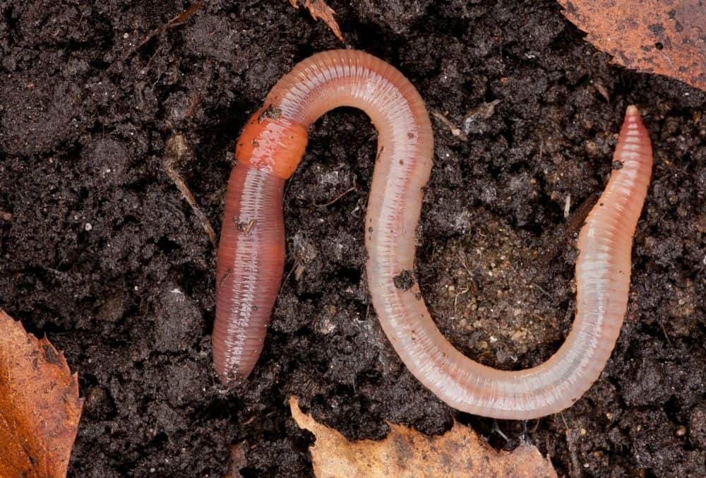 What Do Earthworm Eat?