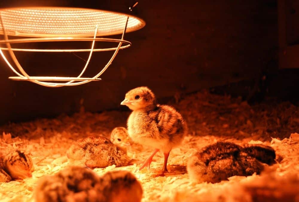 chicks need heat lamp