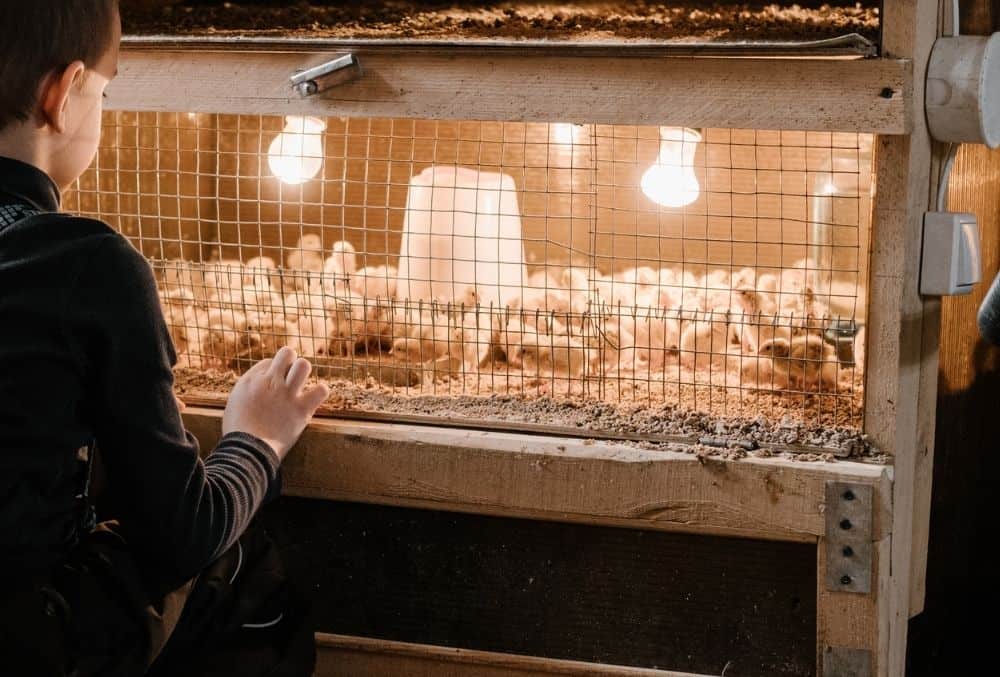How Long Do Chicks Need A Heat Lamp?