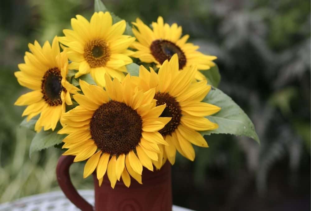 how to dry sunflowers