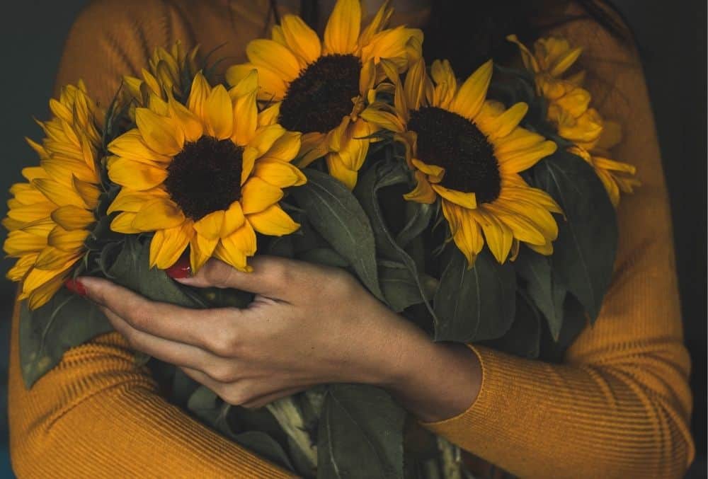 how to dry sunflowers