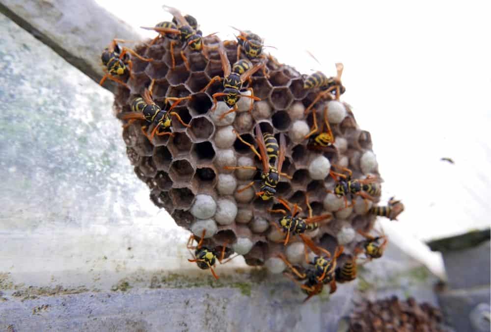 wasps hate vinegar