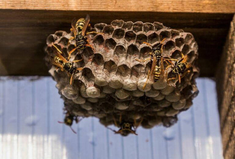 How To Get Rid Of Wasps With Vinegar