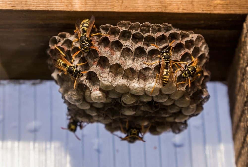 get rid of wasps with vinegar
