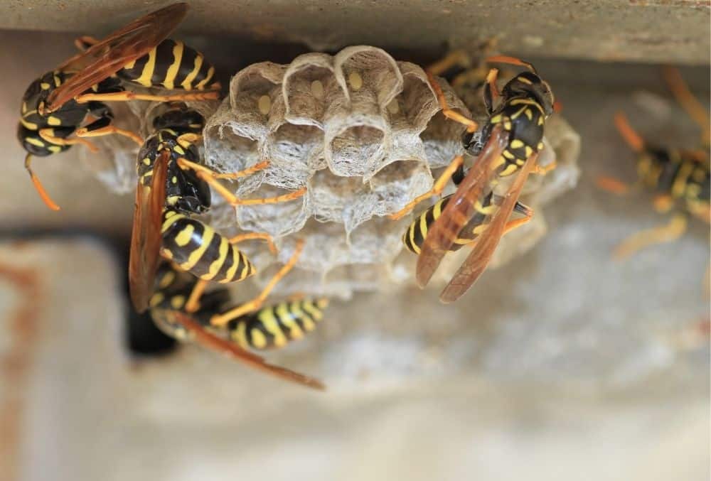 get rid of wasps