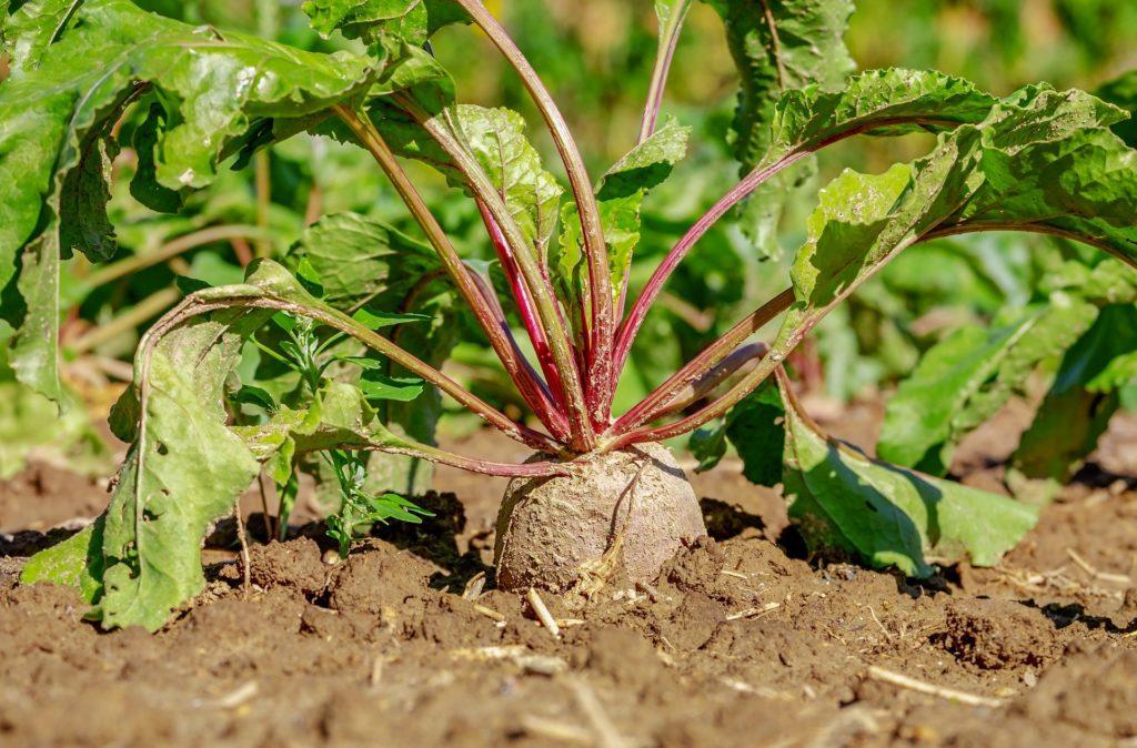 Learn to Preserve Food and Other Skills