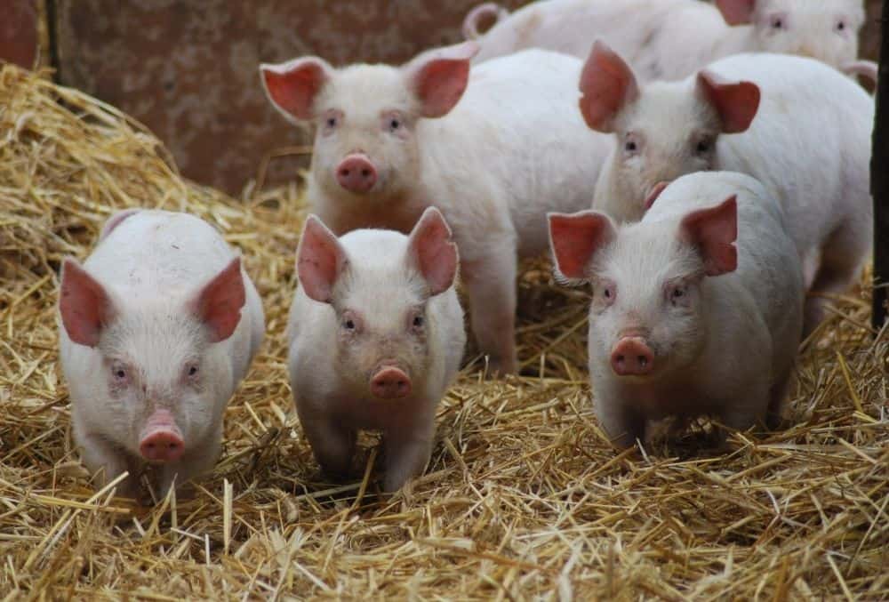 how much do piglets cost
