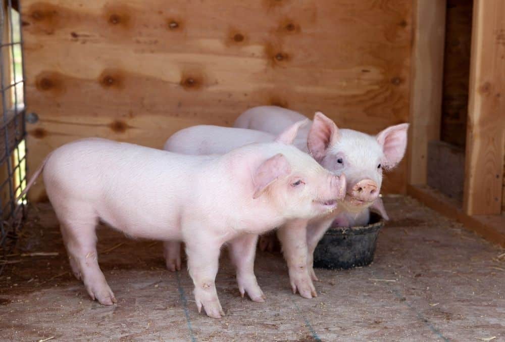 How Much Do Piglets Cost? 3 piglets cost