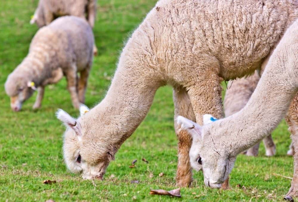 What Do Alpacas Eat? 1 alpacas eat