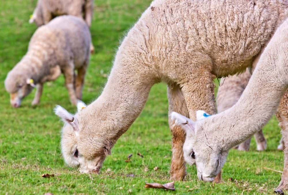 alpacas eat