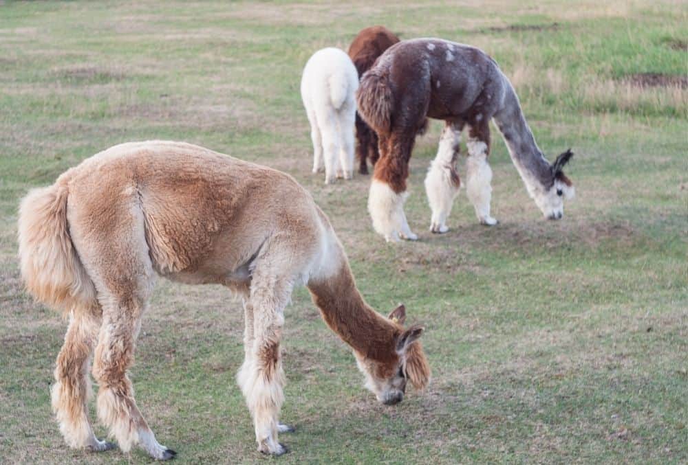 What Do Alpacas Eat? 2 what do alpacas eat