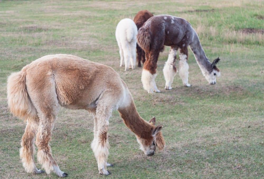 What Do Alpacas Eat?