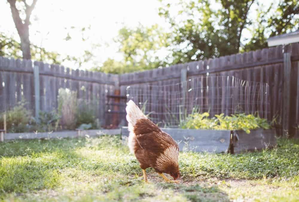 What Eats Ticks? 2 chickens eat ticks