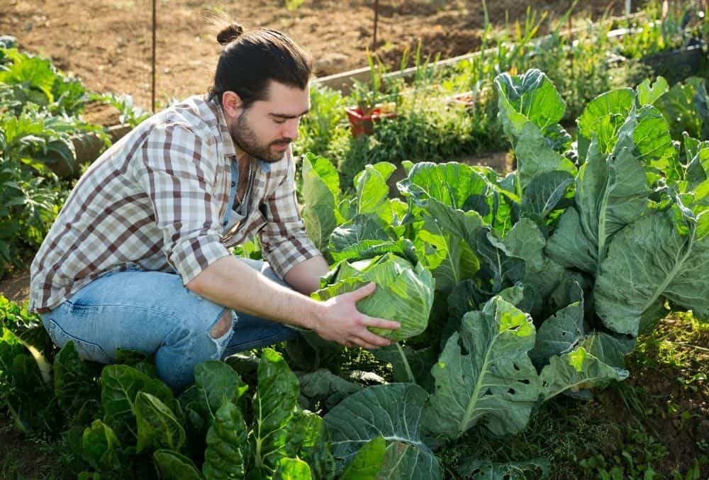 when harvest cabbage