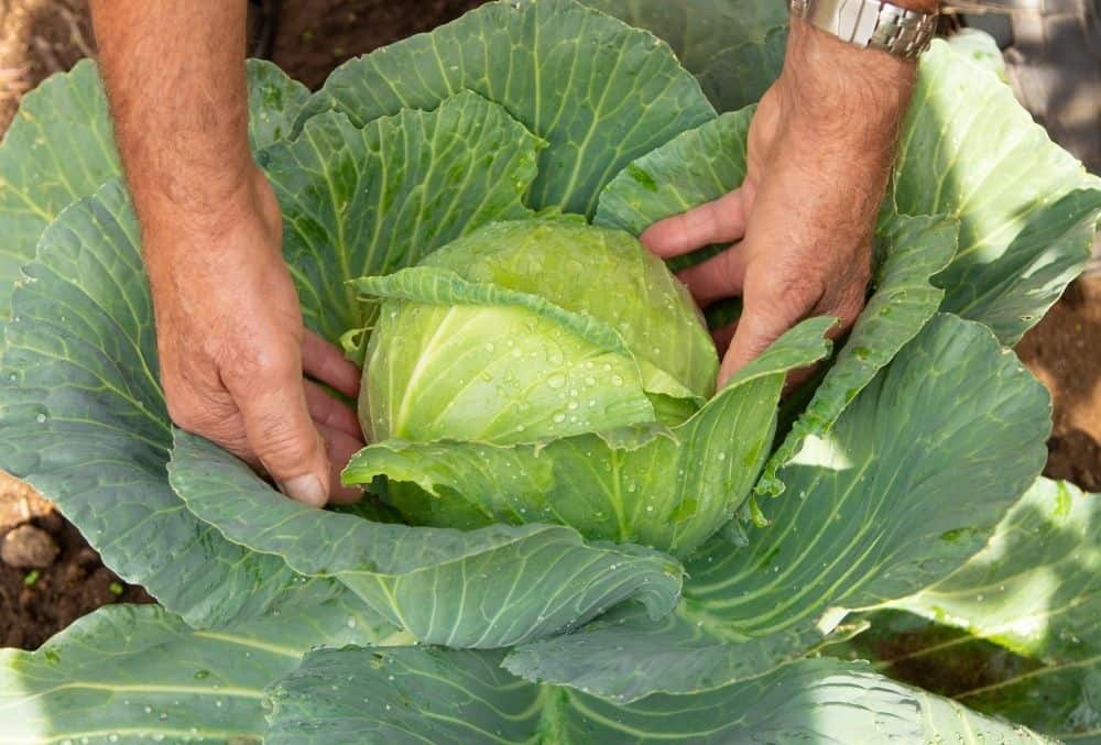 harvest cabbage
