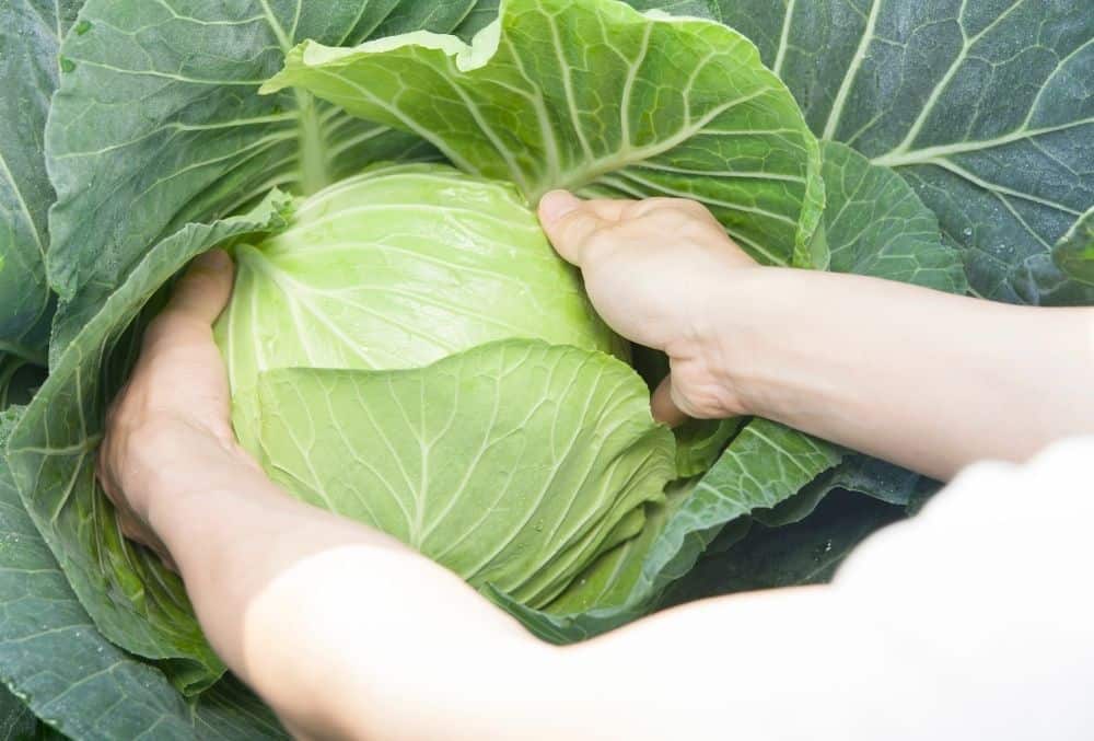 when to harvest cabbage