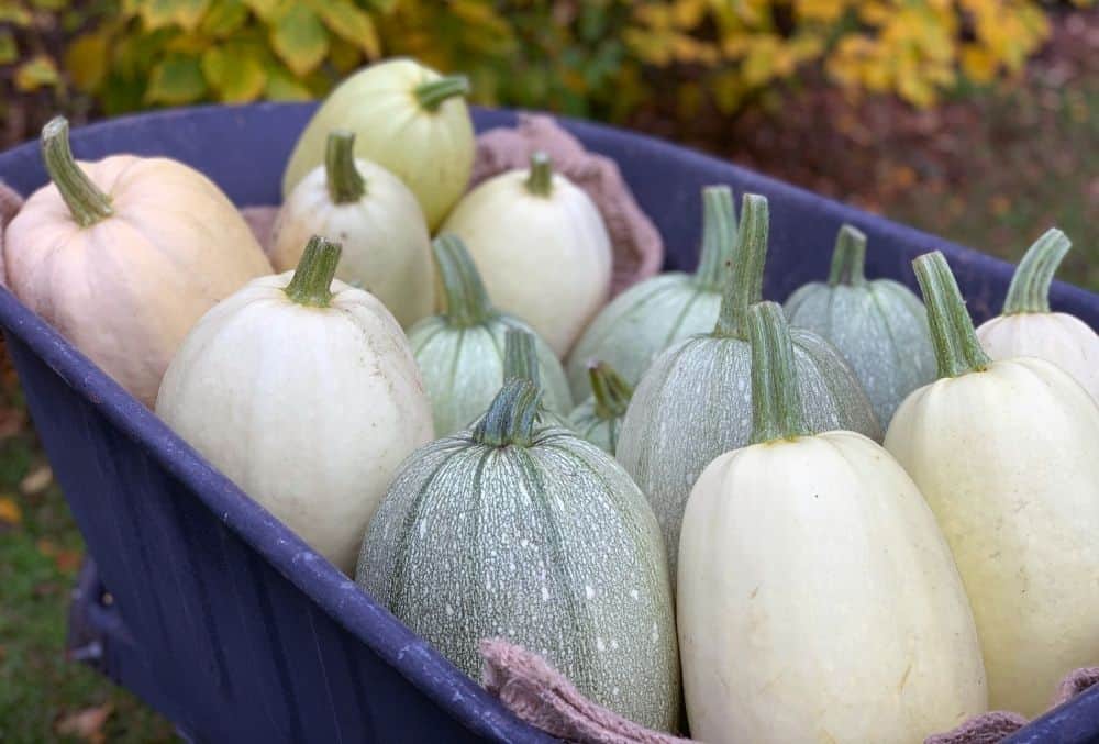 spaghetti squash in bin
