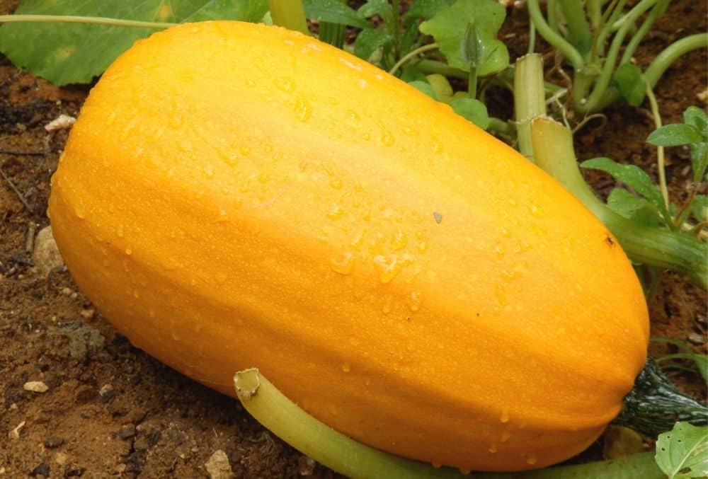 when to pick spaghetti squash