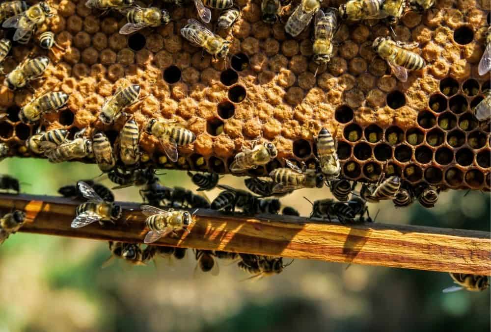 where to buy beeswax